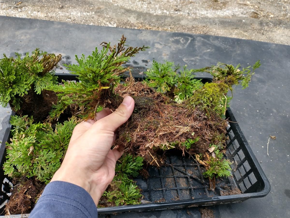 Amazon.co.jp: C 岩松 岩ヒバ イワヒバ 大量株 苔 現状販売 天然 山